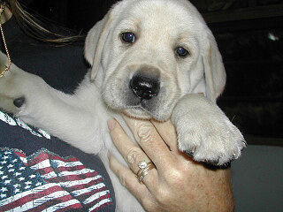 labrador puppies