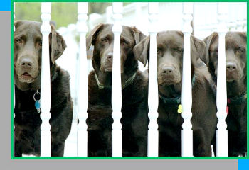 Labrador Retriever Breeder